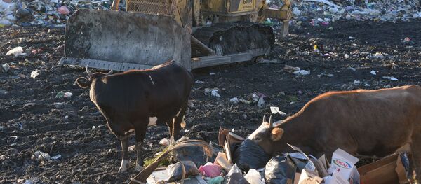 Сухумская свалка Сухумская свалка - Sputnik Абхазия