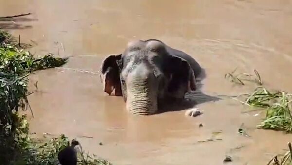 Десятилетнего слоненка спасли из реки в Таиланде - Sputnik Абхазия