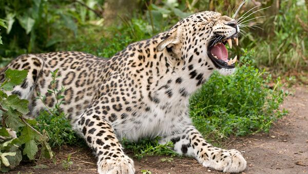 Переднеазиатский леопард - Sputnik Абхазия