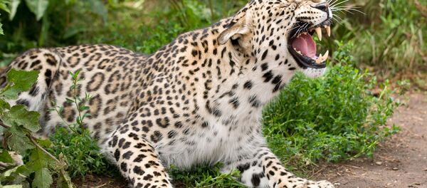 Переднеазиатский леопард - Sputnik Абхазия