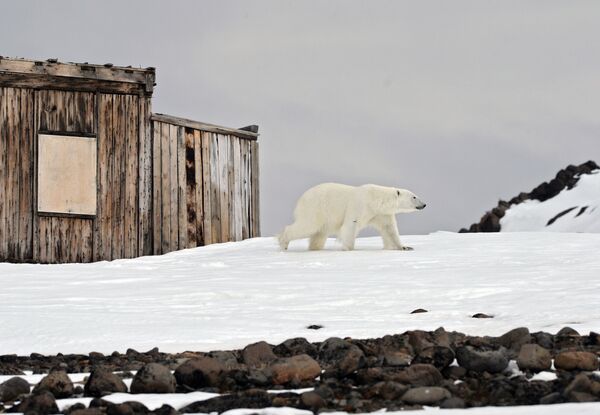 Белый медведь на территории полярной станции на берегу бухты Тихая на острове Гукера архипелага Земля Франца-Иосифа - Sputnik Абхазия