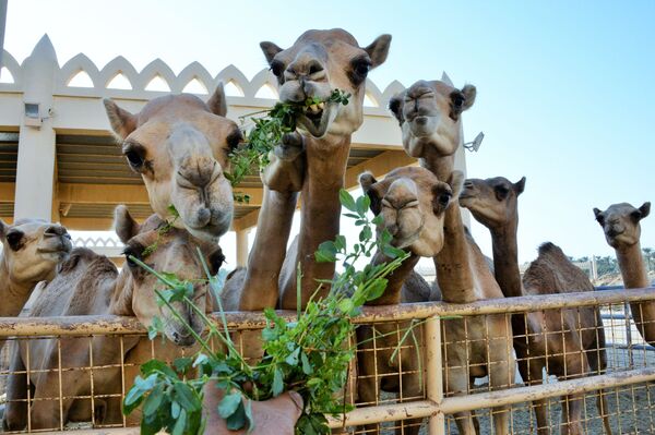 Королевская верблюжья ферма в Бахрейне - Sputnik Абхазия