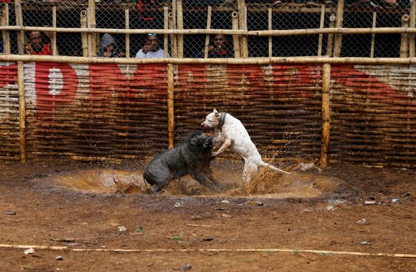 Сражение кабана и бойцовской собаки на традиционных боях под названием Битва борова в Индонезии - Sputnik Абхазия