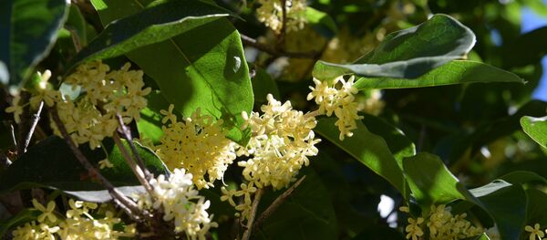 Османтус душистый Османтус душистый - Sputnik Абхазия