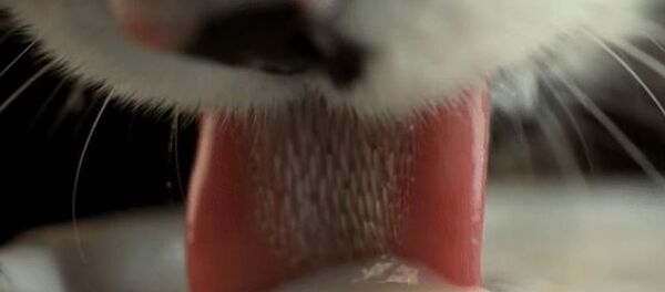 Кошка пьет Кошка пьет - Sputnik Абхазия