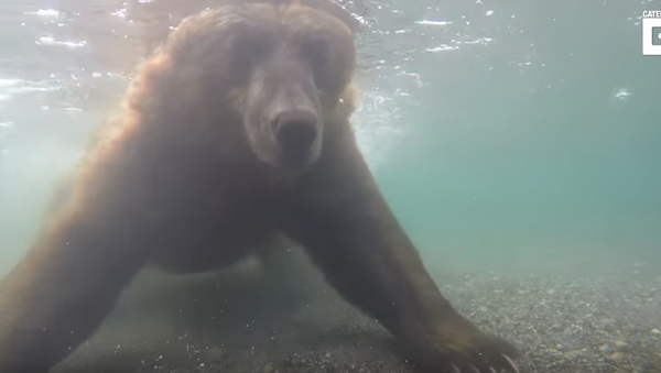 Медведь ловит рыбу в реке - Sputnik Абхазия
