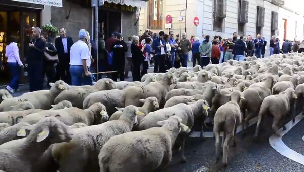 Несколько тысяч овец прошли по улицам Мадрида - Sputnik Абхазия