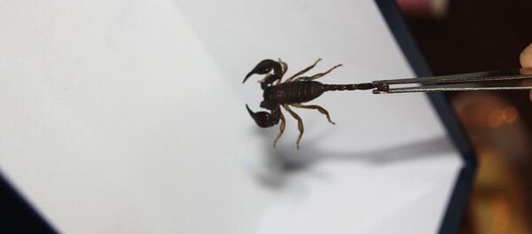 Абхазский скорпион Абхазский скорпион - Sputnik Абхазия