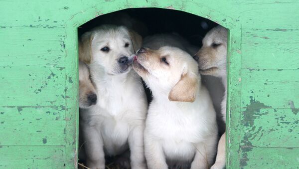 Работа кинологического центра пограничных войск Работа кинологического центра пограничных войск - Sputnik Абхазия