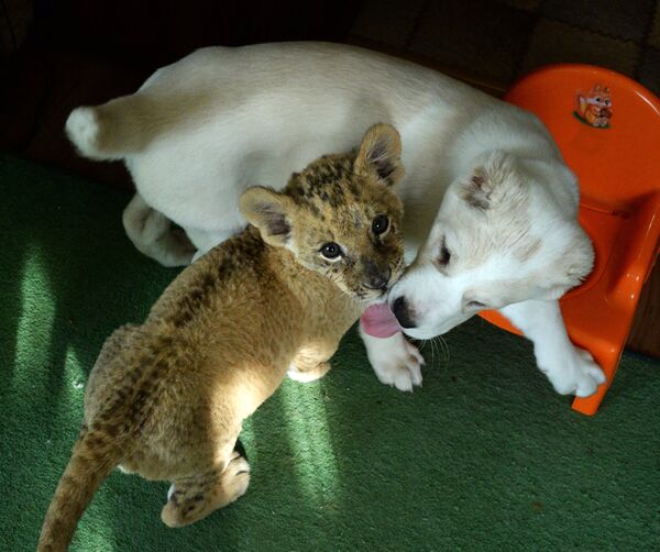 В зоопарке во Владивостоке маленькая львица подружилась со щенком - Sputnik Абхазия