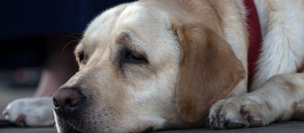 Фестиваль собак и людей Спутники жизни Фестиваль собак и людей Спутники жизни - Sputnik Аҧсны