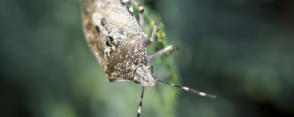 Мраморный клоп - Sputnik Абхазия