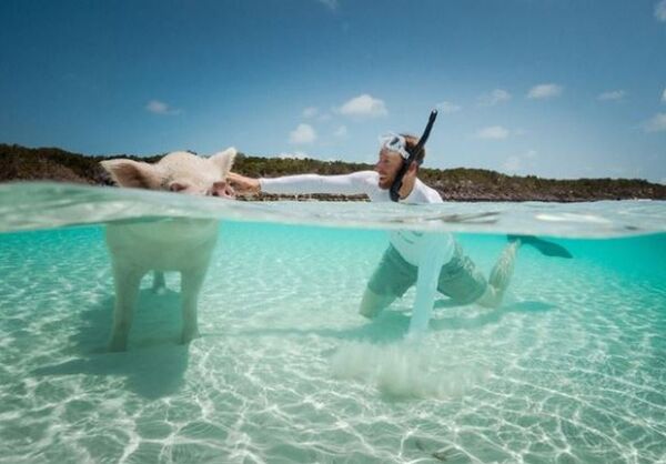 Поросячий остров Поросячий остров - Sputnik Абхазия