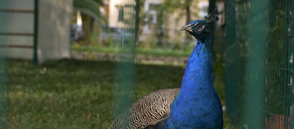 Павлин - Sputnik Абхазия