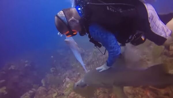 Схватка акулы и дайвера - Sputnik Абхазия