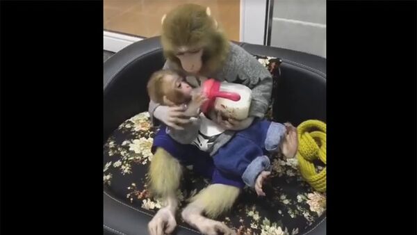 Мартышка кормит своего детеныша - Sputnik Абхазия