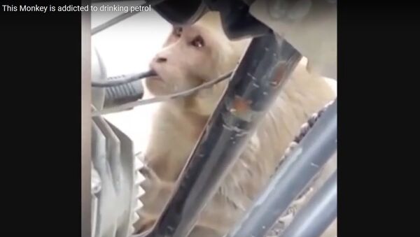 Видеофакт: обезьяну, питающуюся бензином, обнаружили жители Индии - Sputnik Абхазия