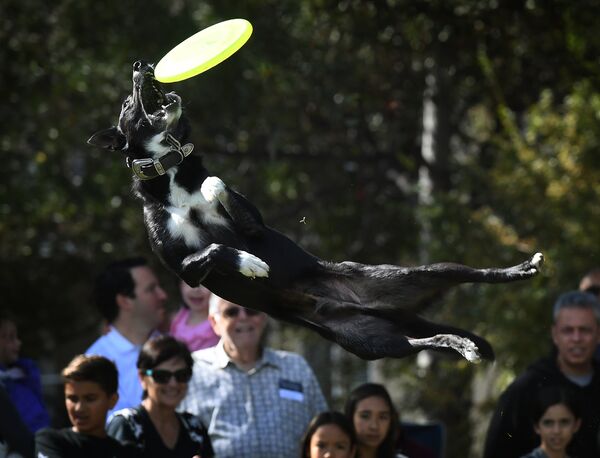 Собака Джетт ловит фризби во время мероприятия Disc Dogs на выставке Woofstock - Sputnik Абхазия