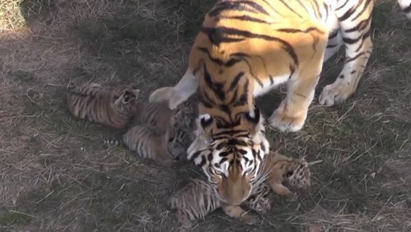 Амурские тигрята родились в парке Тайган в Крыму - Sputnik Абхазия