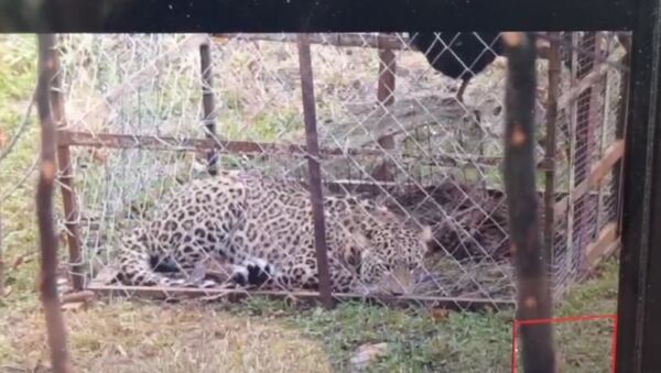 Леопард из сочинского проекта попал в ловушку в Абхазии: первые кадры с места - Sputnik Абхазия