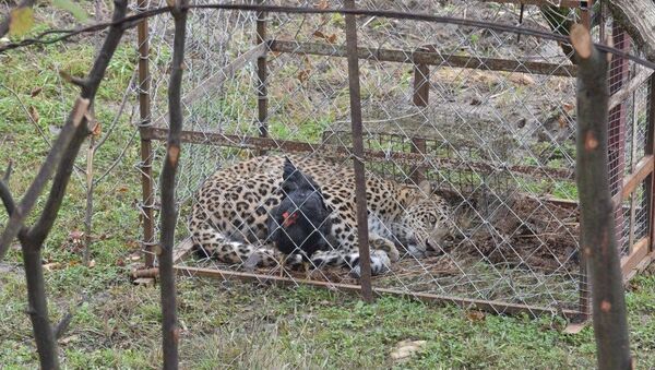 Леопард пойманный в селе Лыхны - Sputnik Абхазия