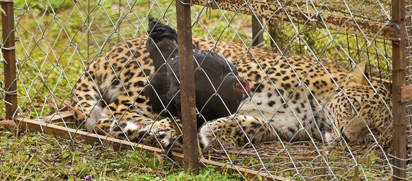 Леопард в селе Лыхны - Sputnik Абхазия