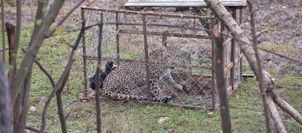 Леопард пойманный в селе Лыхны Леопард пойманный в селе Лыхны - Sputnik Абхазия