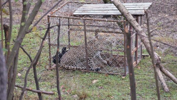 Леопард пойманный в селе Лыхны - Sputnik Абхазия