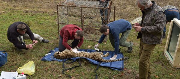 Специалисты Центра разведения и реабилитации переднеазиатского леопарда в Сочи приехали в село Лыхны - Sputnik Абхазия
