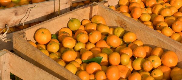 Сбор мандарин - Sputnik Абхазия