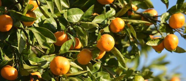 Сбор мандарин Сбор мандарин - Sputnik Абхазия