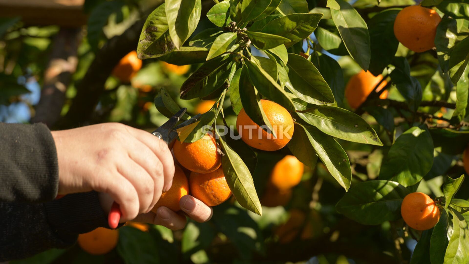 Сбор мандарин  - Sputnik Аҧсны, 1920, 15.01.2026