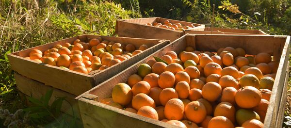 Сбор мандарин Сбор мандарин - Sputnik Абхазия