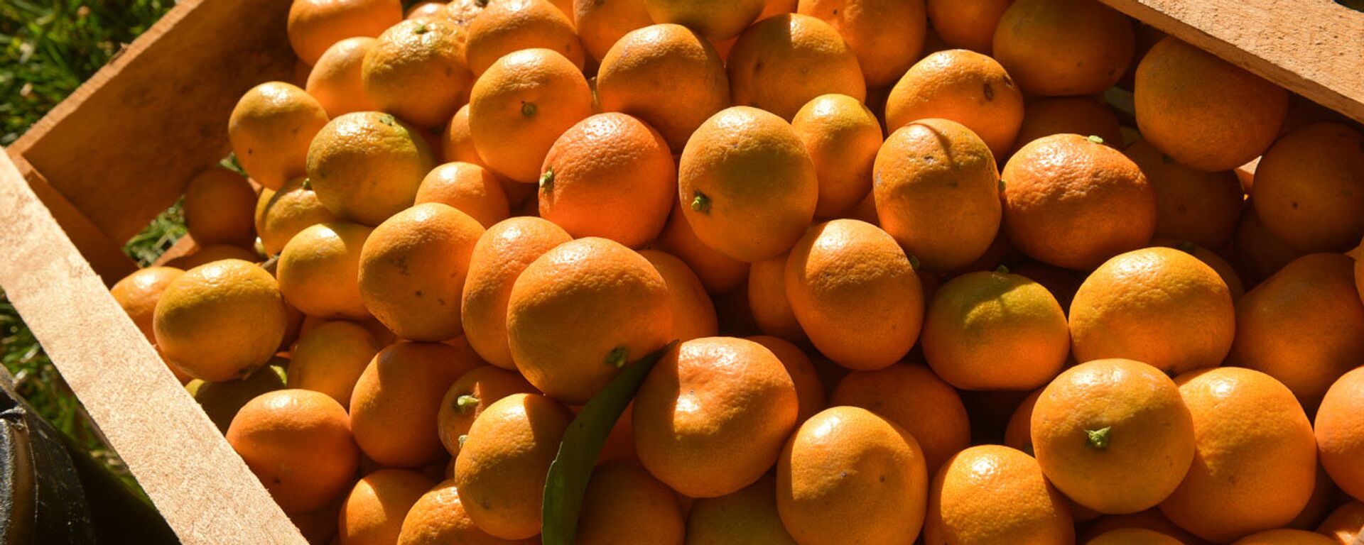 Сбор мандарин  - Sputnik Абхазия, 1920, 05.11.2025