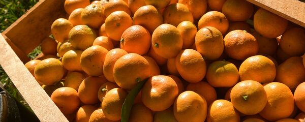 Сбор мандарин  - Sputnik Абхазия