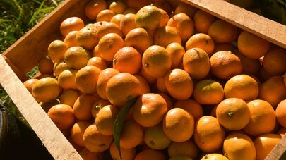 Сбор мандарин 