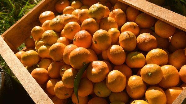 Сбор мандарин  - Sputnik Абхазия