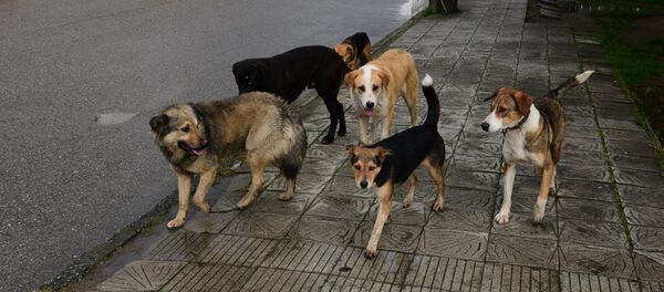 Бродячие собаки - Sputnik Абхазия