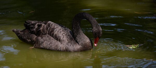 Парк Дендрарий в Сочи Парк Дендрарий в Сочи - Sputnik Абхазия