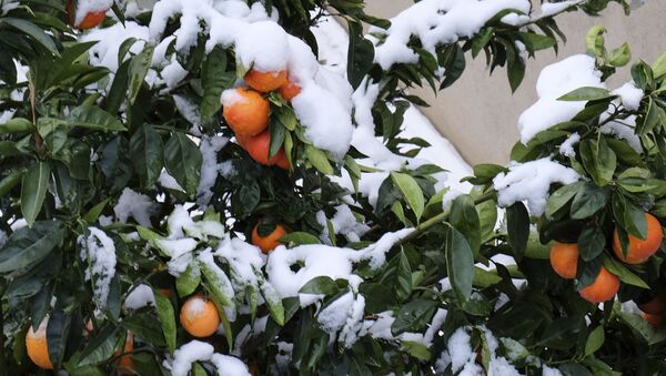 Мандариновое дерево в снегу, Калабрия, Италия - Sputnik Аҧсны