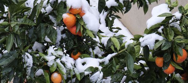 Мандариновое дерево в снегу, Калабрия, Италия Мандариновое дерево в снегу, Калабрия, Италия - Sputnik Абхазия