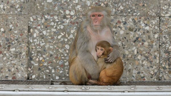 Сухумский обезьяний питомник  - Sputnik Абхазия
