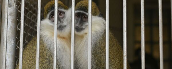 Сухумский обезьяний питомник  Сухумский обезьяний питомник  - Sputnik Абхазия