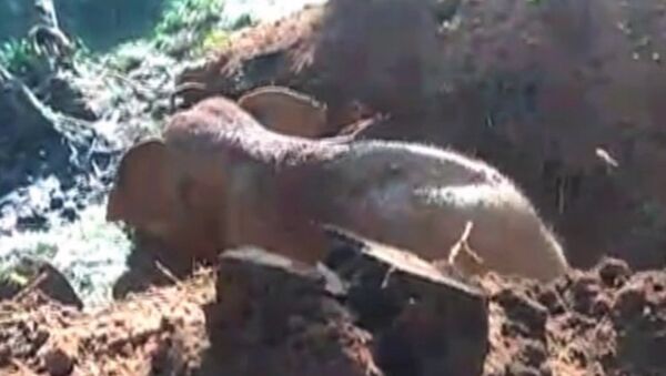 Слоненок провалился в яму в горах Нилгири в Индии - Sputnik Абхазия