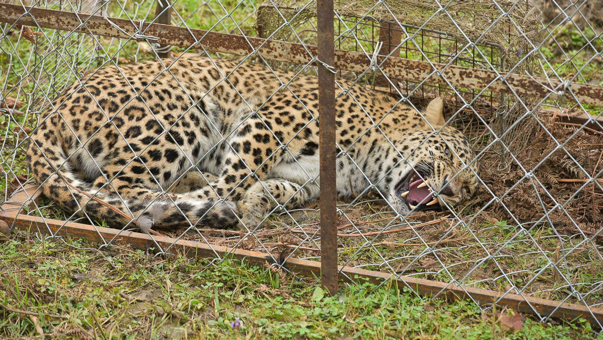 Леопард в клетке