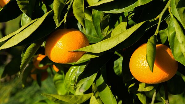 Сбор урожая мандаринов в Гулрыпше - Sputnik Абхазия