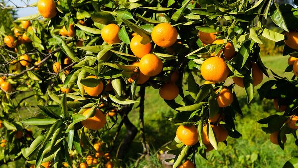 Сбор урожая мандаринов в Гулрыпше - Sputnik Абхазия