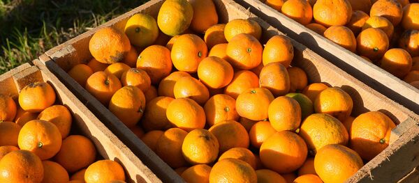 Сбор урожая мандаринов в Гулрыпше Сбор урожая мандаринов в Гулрыпше - Sputnik Аҧсны