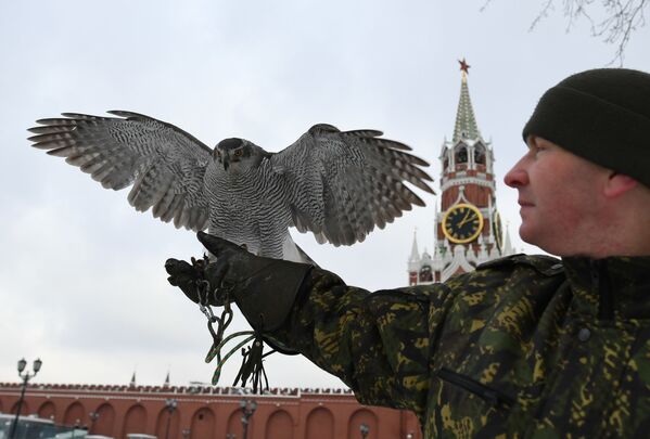 Птицы служат в охране Кремля - Sputnik Абхазия