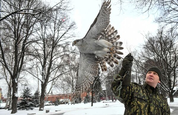 Птицы служат в охране Кремля - Sputnik Абхазия